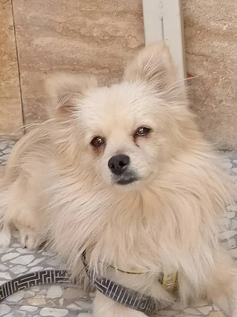 پامر نر|سگ|اصفهان, زاجان|دیوار