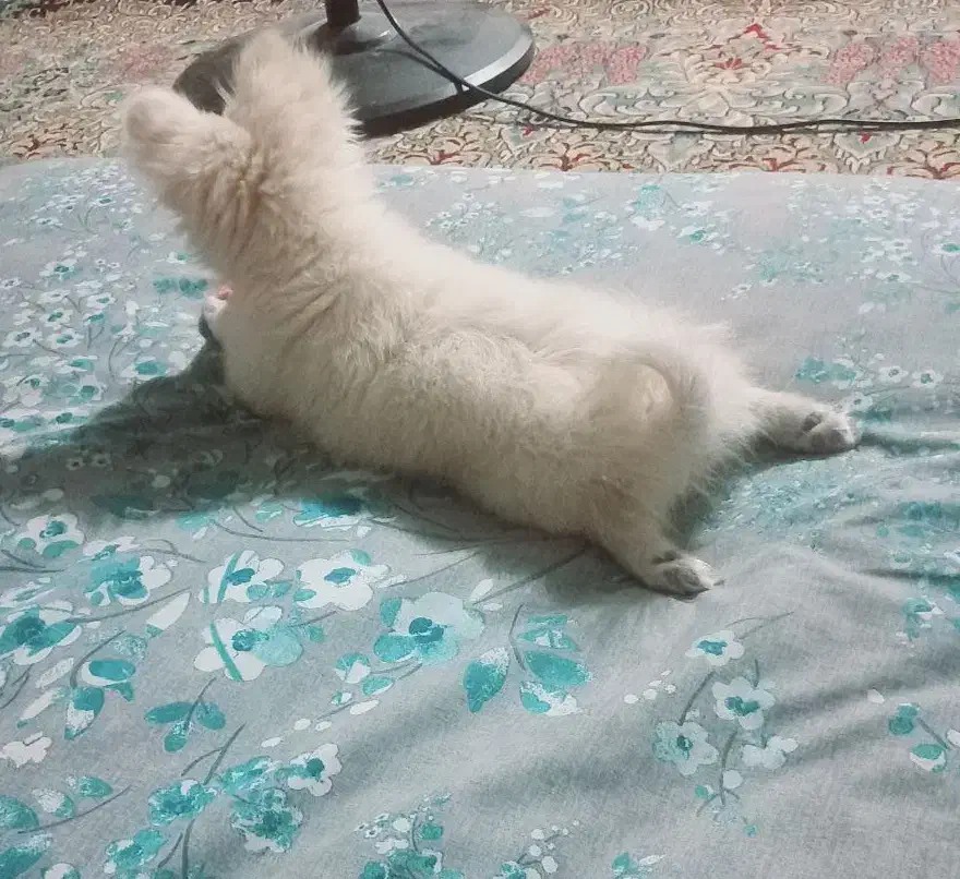 سگ پامر|سگ|رفسنجان, |دیوار