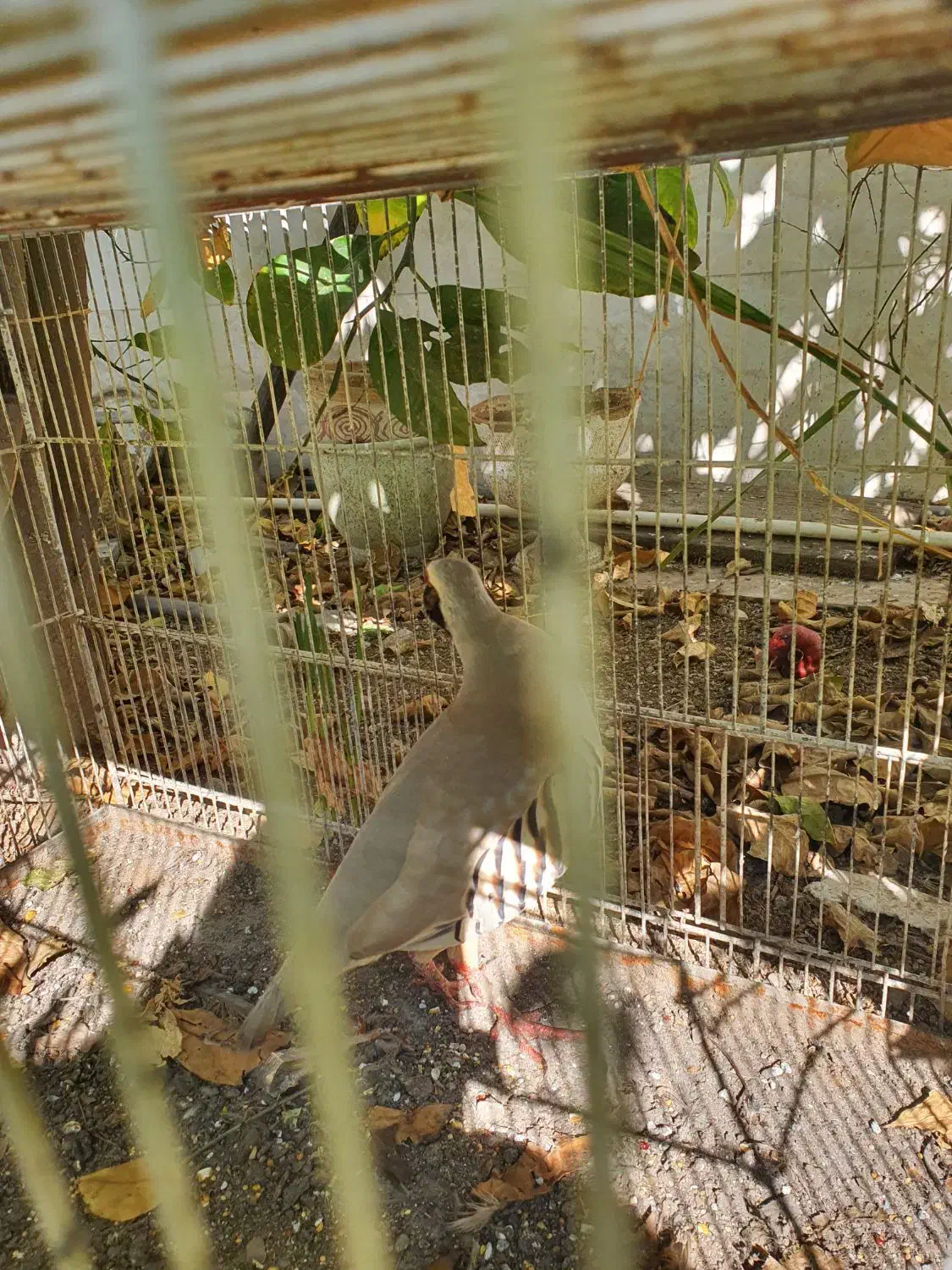 مرغ محلی|حیوانات مزرعه|دوگنبدان, |دیوار