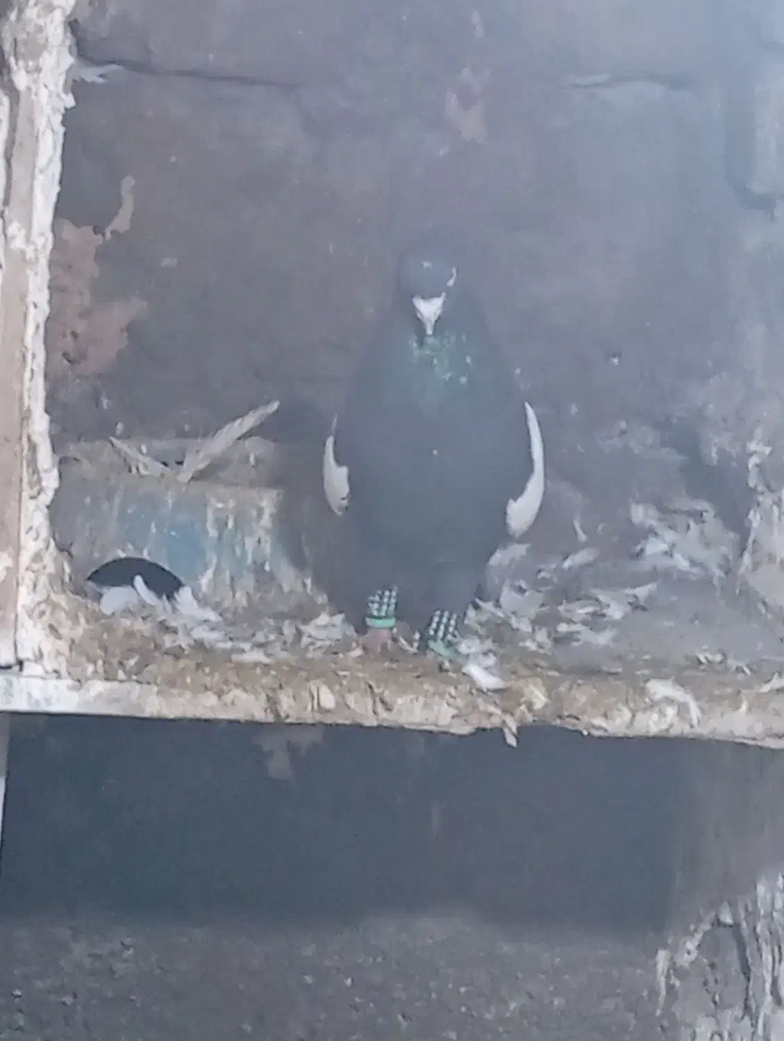 المانی|پرنده|نیشابور, مازول|دیوار