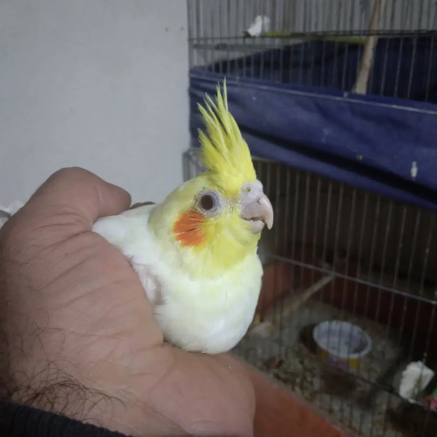 عروس هلندی جوجه ۲ ماهه|پرنده|مراغه, |دیوار