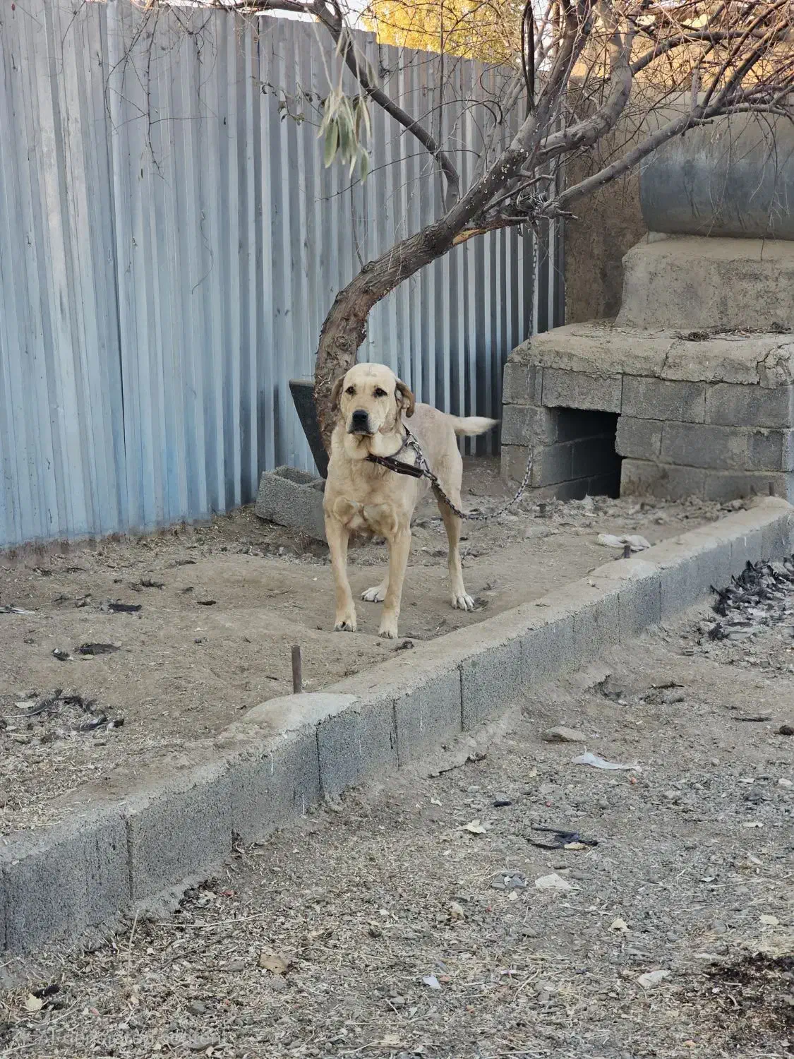 سگ پژدر|سگ|سنندج, |دیوار