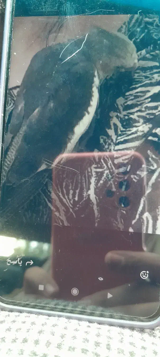 گمشده عروس هلندی مژدگانی|پرنده|الوند, |دیوار