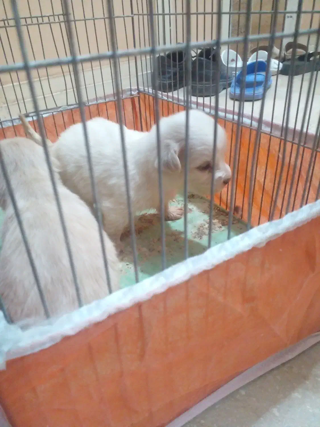 توله پامر|سگ|بم, |دیوار