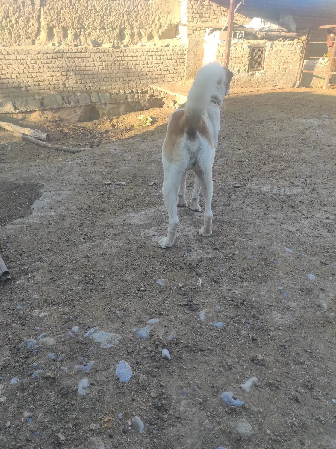 سگ گله|سگ|چناران, |دیوار