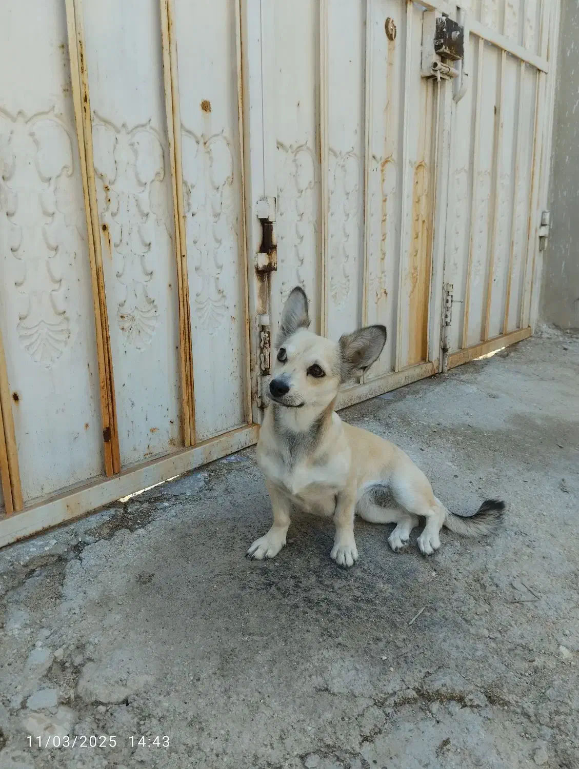 دزدیده شده یابنده مژدگانی ویژه|سگ|جم, |دیوار