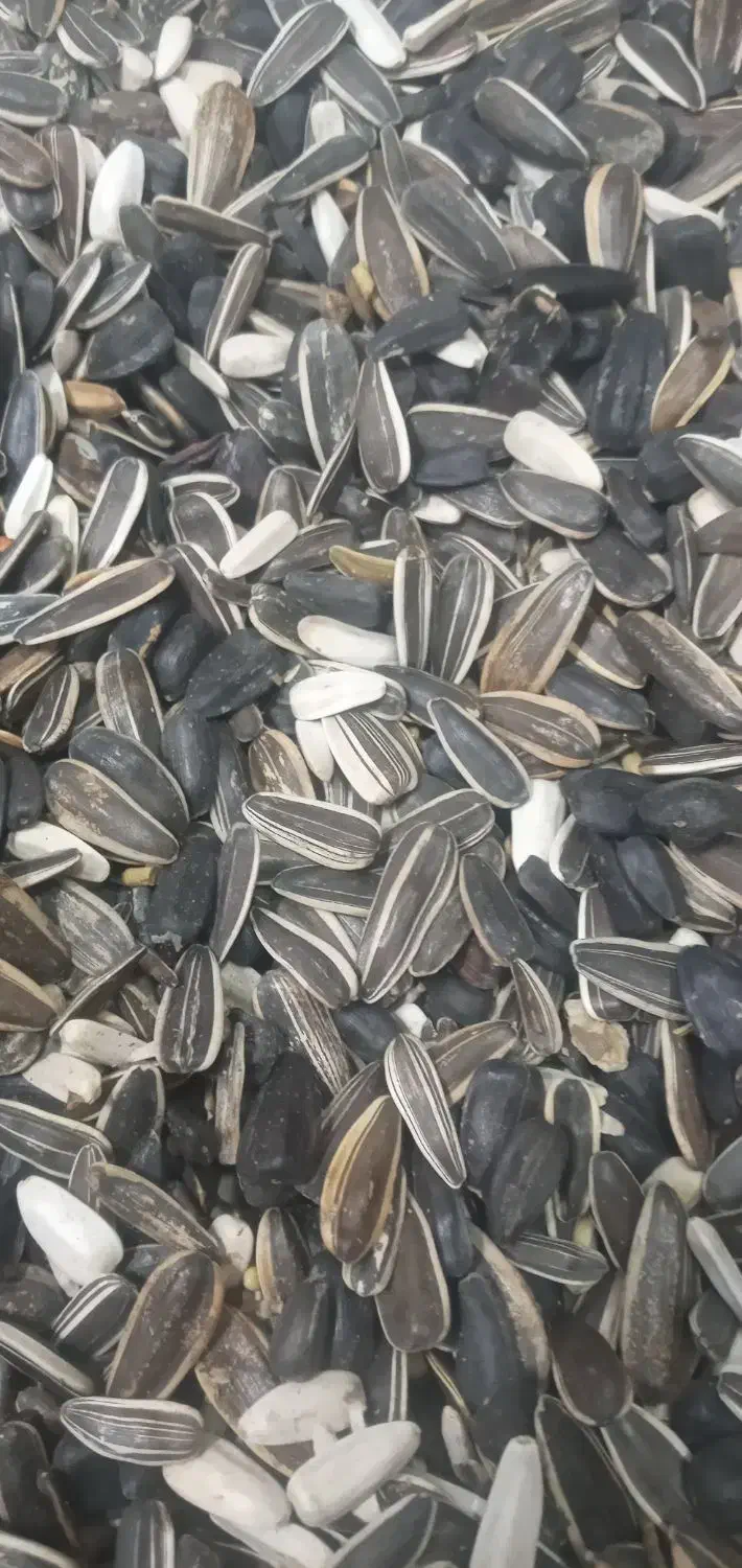 تخمه ریز|عمده‌فروشی|اردبیل, |دیوار