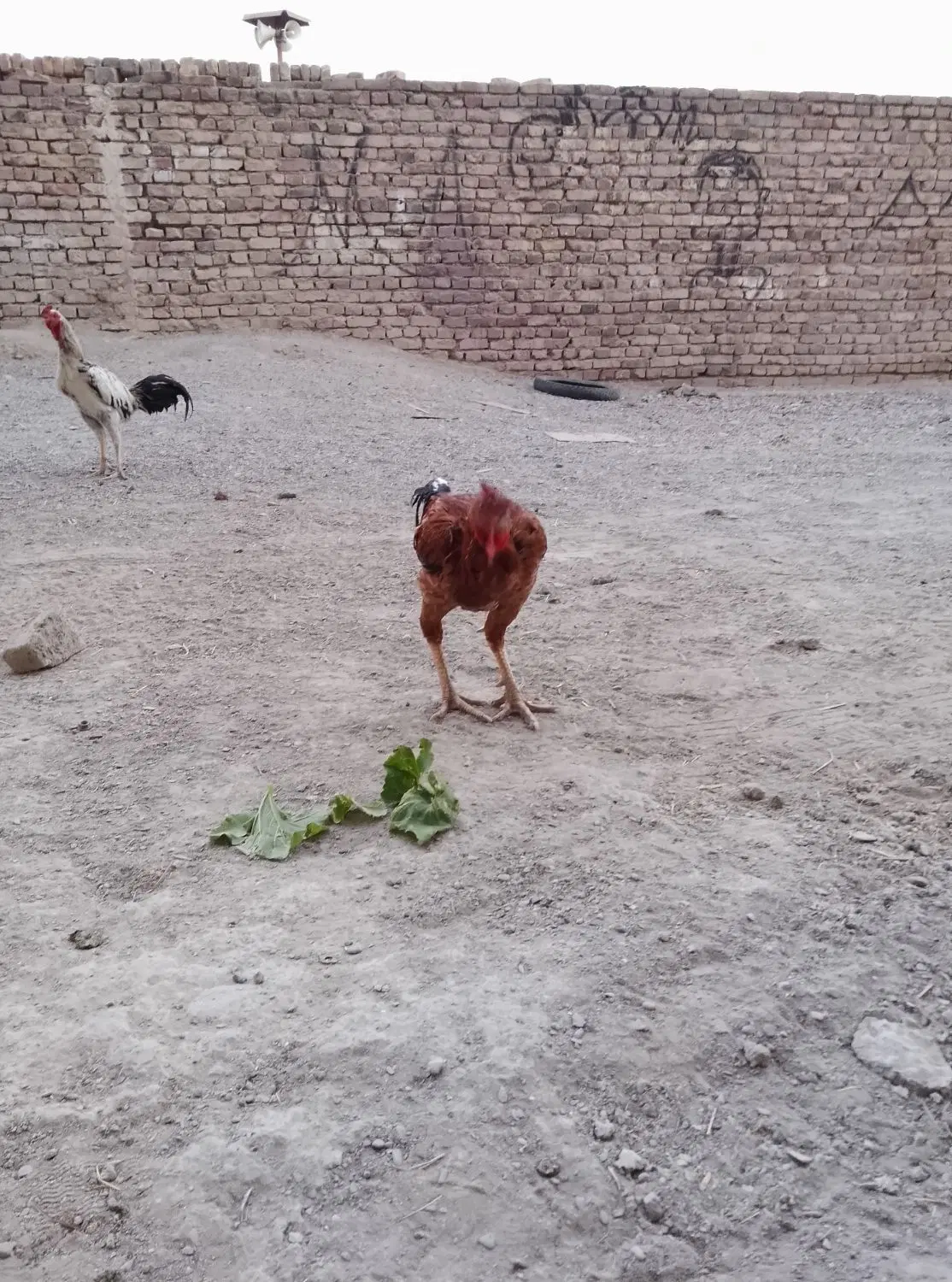 خروس‌|حیوانات مزرعه|سراوان, |دیوار