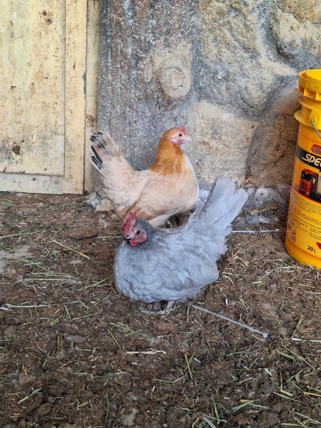 تخم نطفه دار جاپنیز|حیوانات مزرعه|خمینیشهر, |دیوار