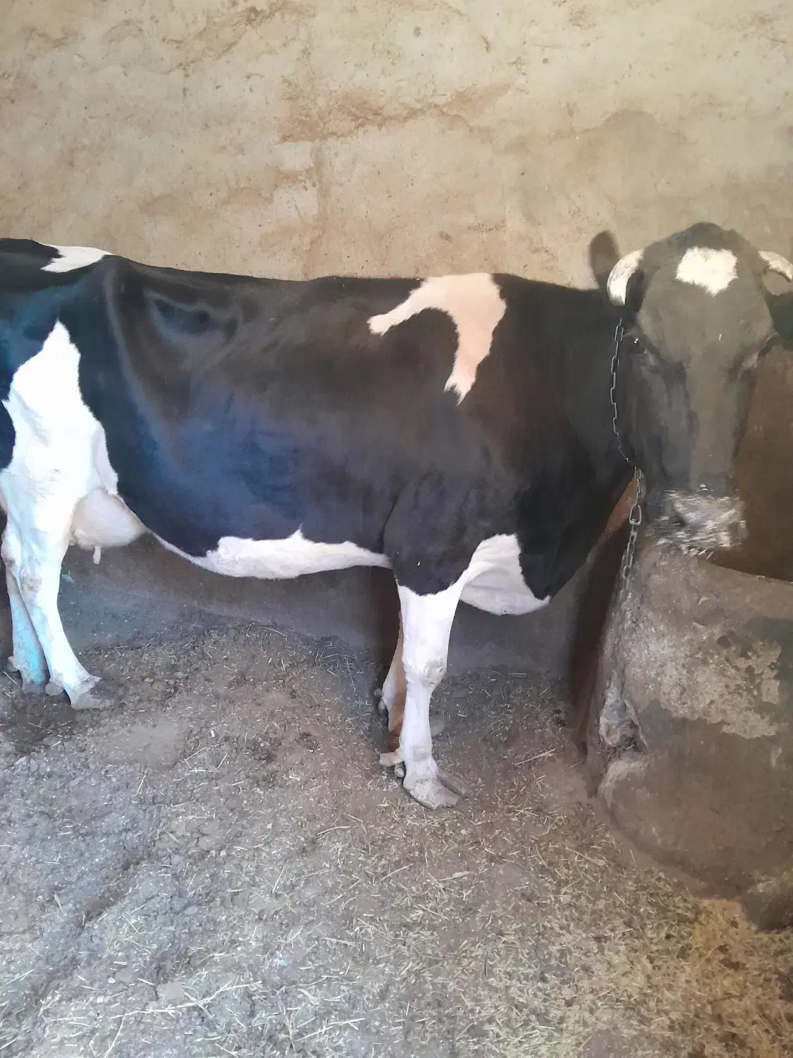 گاو گوساله|حیوانات مزرعه|گل تپه, |دیوار