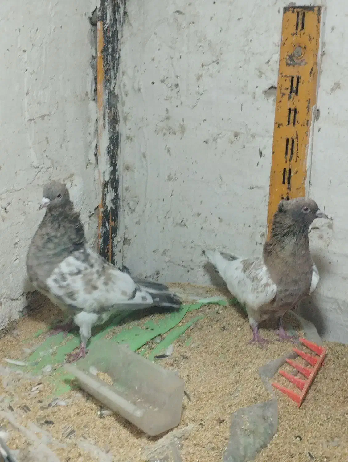 کله هفت رنگ جوان کرباتی زرد و سیاه معاوضه ایی|پرنده|مشهد, چهاربرج|دیوار