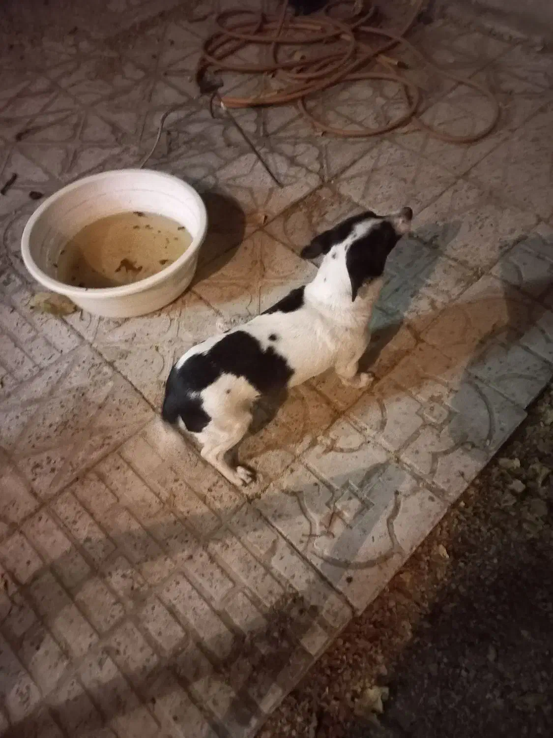 یک سگ خرطول|سگ|ملایر, |دیوار