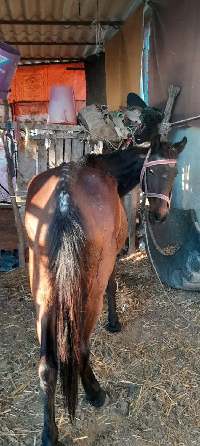 فروش اسب‌|حیوانات مزرعه|بندر گز, |دیوار