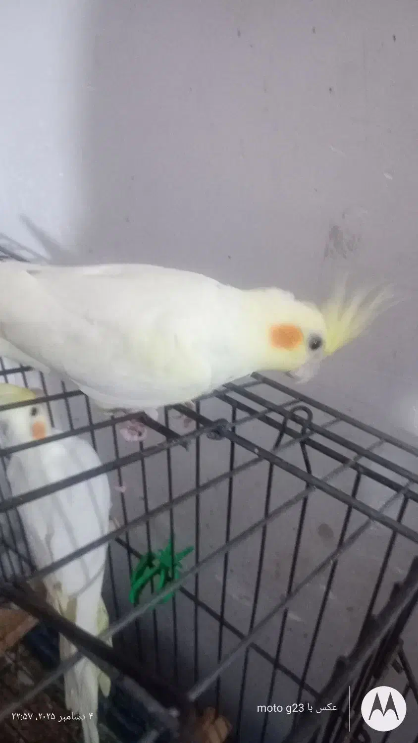 عروس هلندی لوتینو|پرنده|خرمآباد, |دیوار