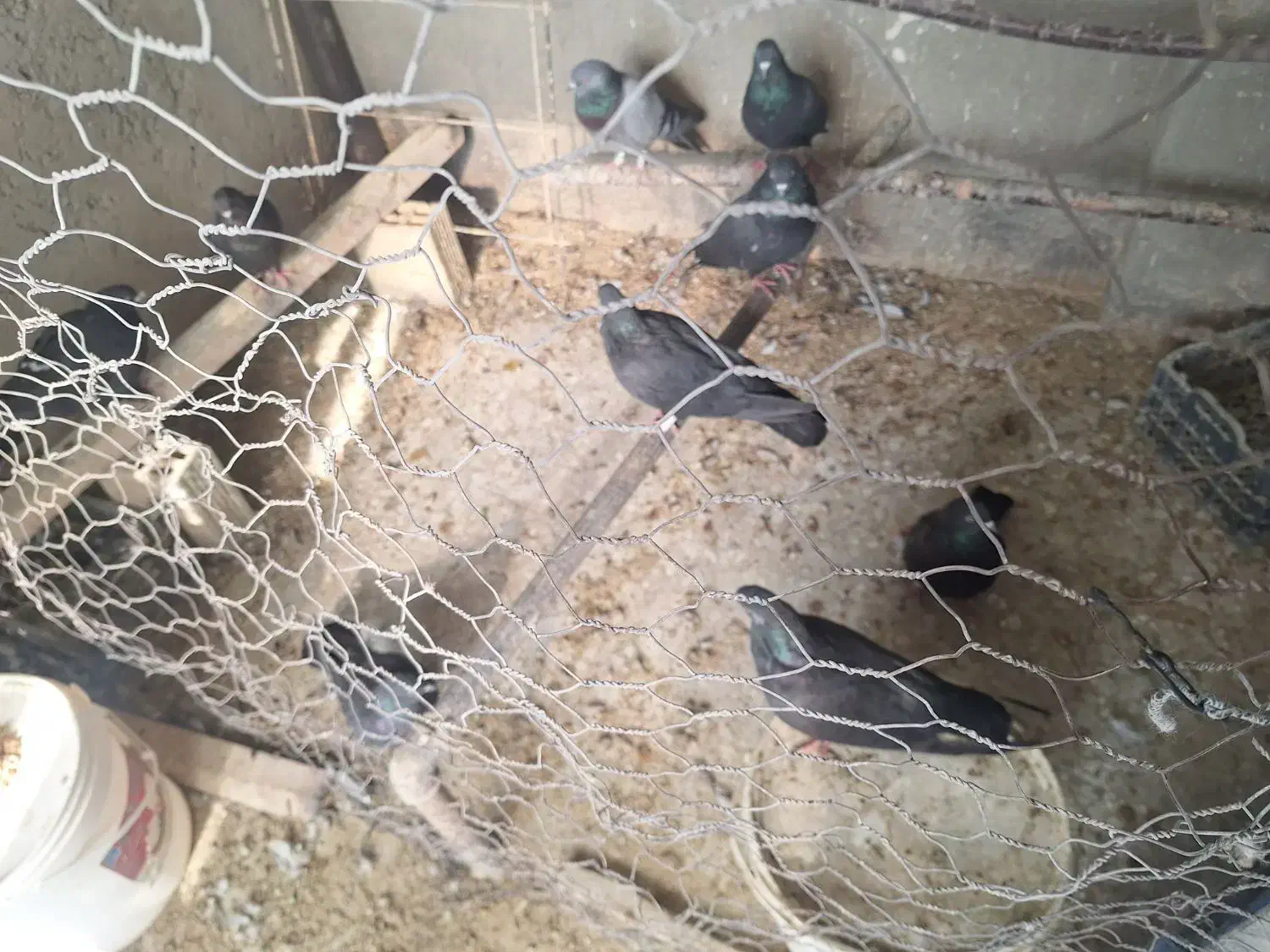 اصفهانی .کبوتر .کفتر .اصفهانی|پرنده|خمینی‌شهر, |دیوار