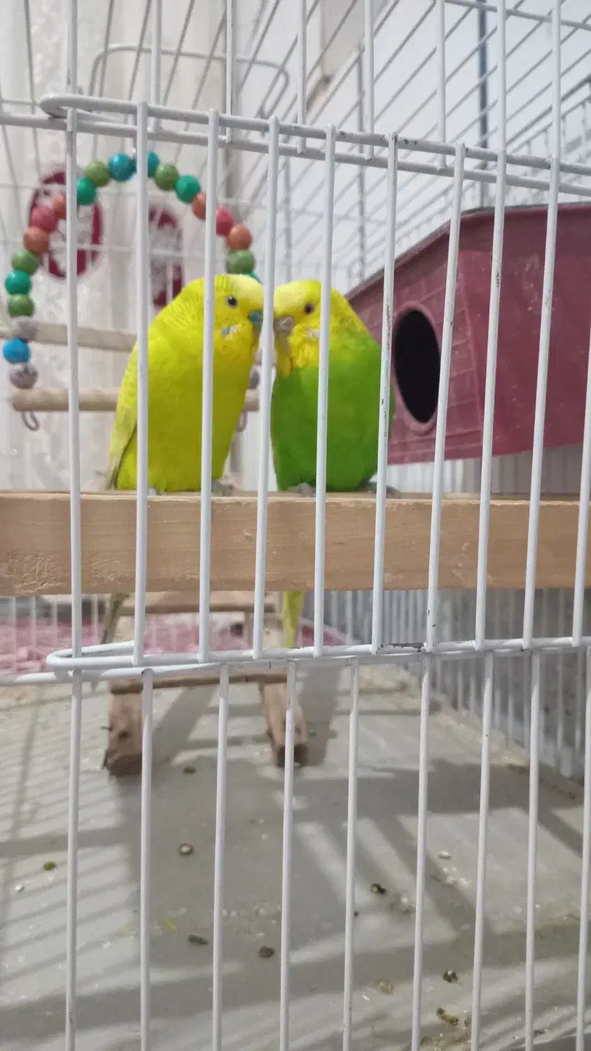 مرغ عشق|پرنده|خانمیرزا, |دیوار