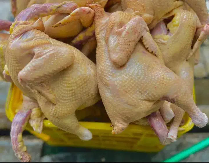 مرغ و خروس محلی پاک کرده|خوردنی و آشامیدنی|بندر گناوه, |دیوار