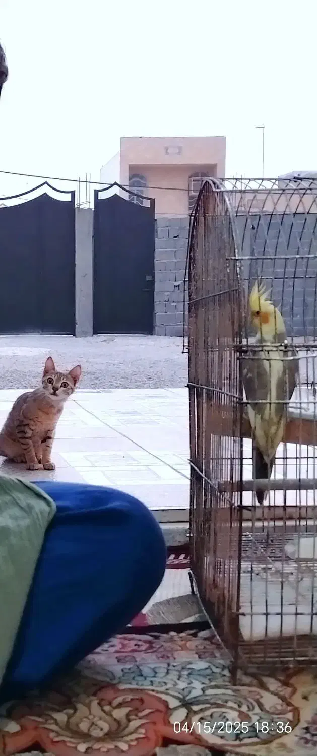 گمشده|حیوانات|بندر کنگان, |دیوار