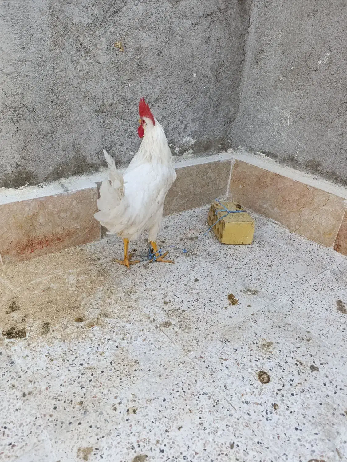 خروس سفید|حیوانات مزرعه|مشهد, رده|دیوار