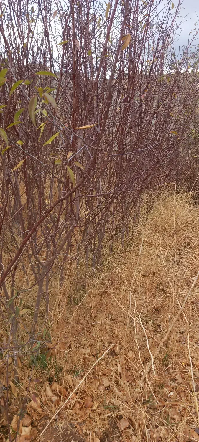 نهال بادام|خدمات باغبانی و درختکاری|شاهین دژ, |دیوار