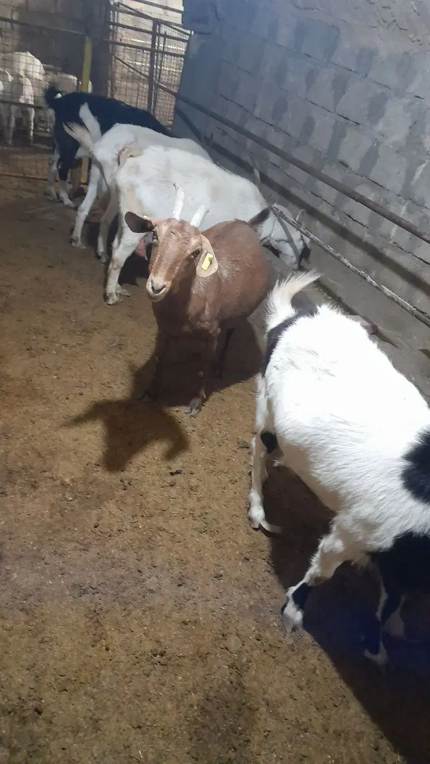 تعدادی بز وبزغاله از نژاد سانن|حیوانات مزرعه|تیران, |دیوار