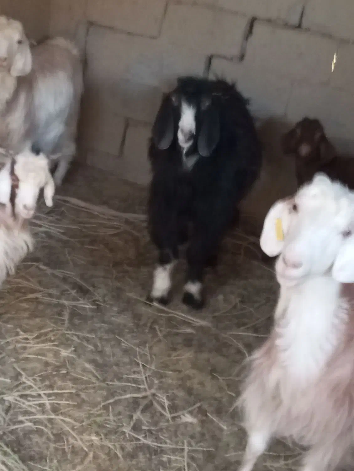 بز نر|حیوانات مزرعه|هیرمند, |دیوار