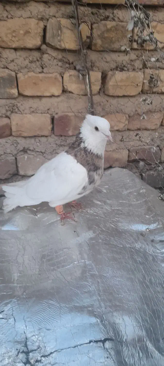 طوقی نر|پرنده|آباده, |دیوار