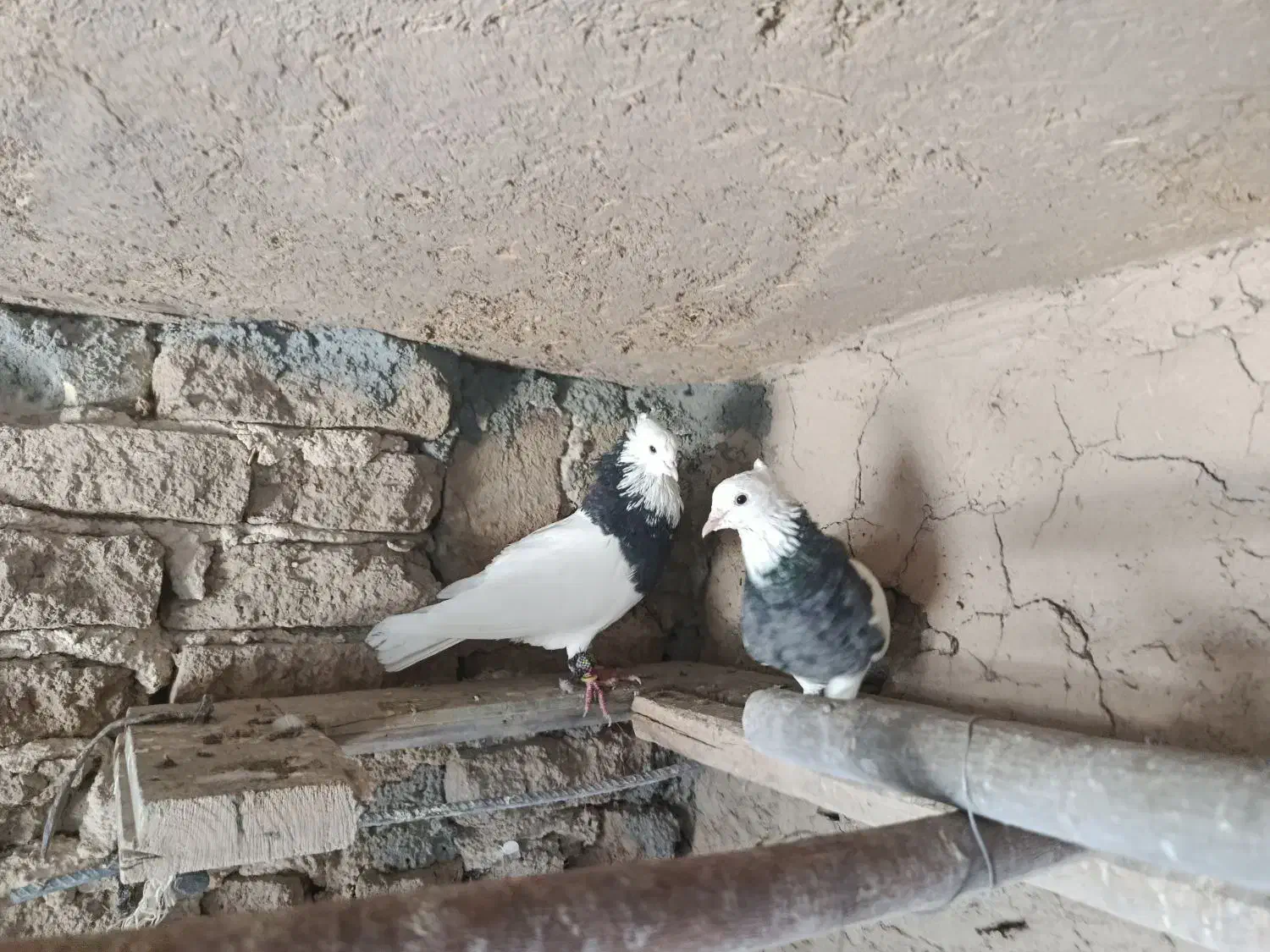 سه عددکفترطوقی دوتانریه ماده|پرنده|لاران, |دیوار