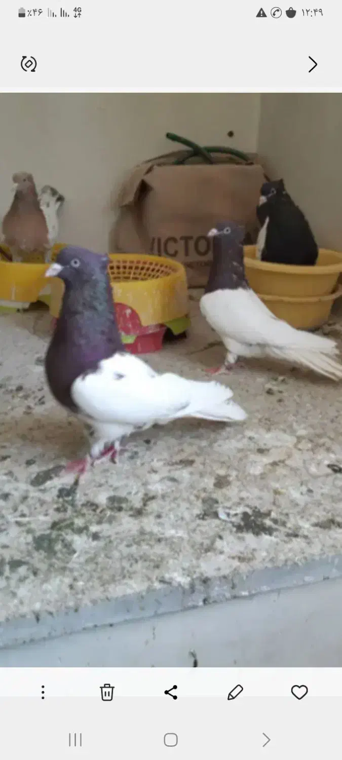 باسلام خدمت دوستان عشق باز کله سرخ وزرد|پرنده|آشخانه, |دیوار