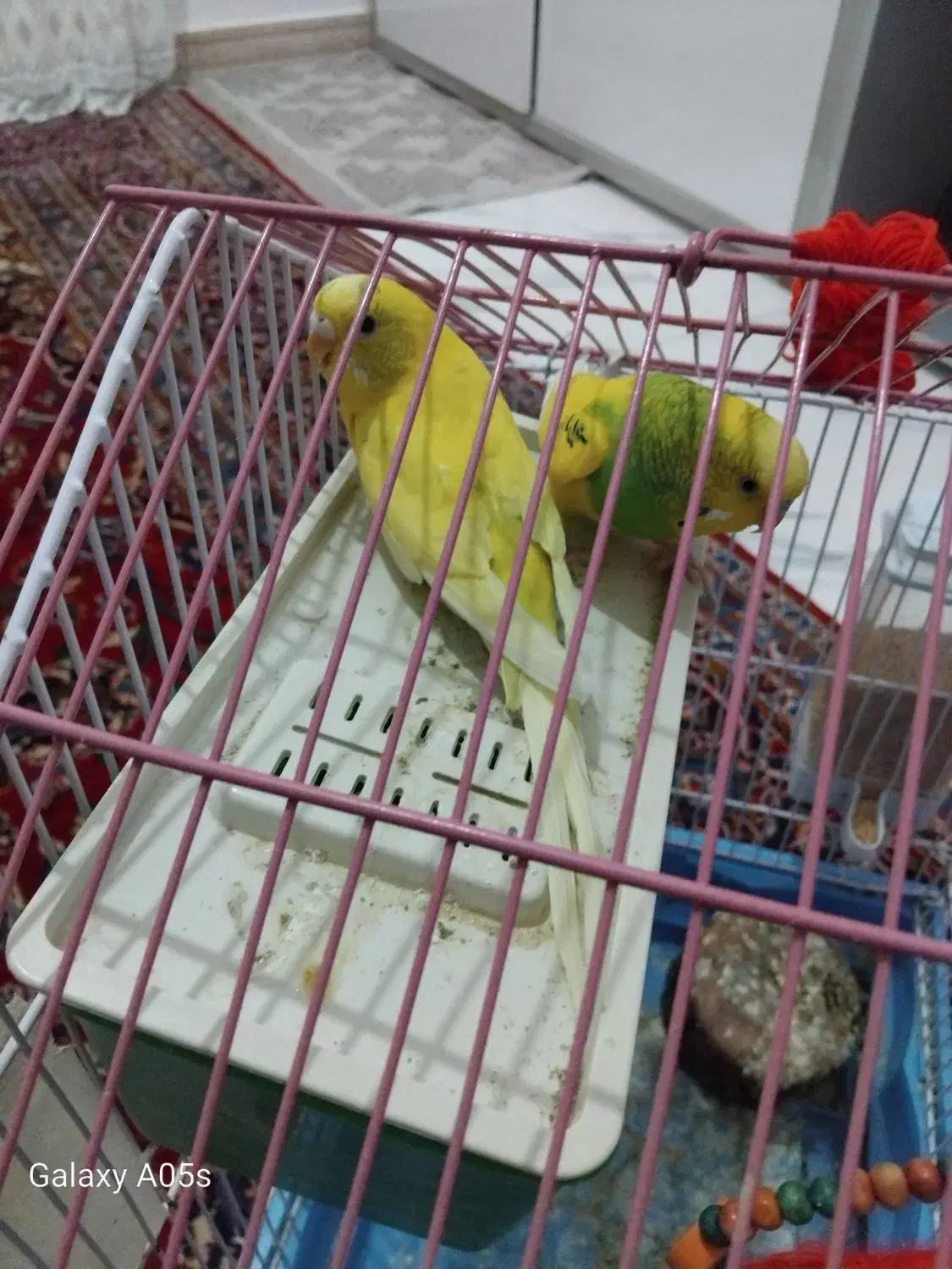 مرغ عشق (طوطی.)|پرنده|میانه, |دیوار