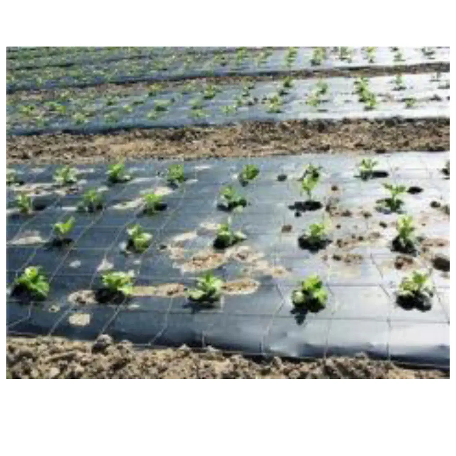 نایلون کشاورزی ، مالچ و گلخانه|عمدهفروشی|اصفهان, باغ دریاچه|دیوار