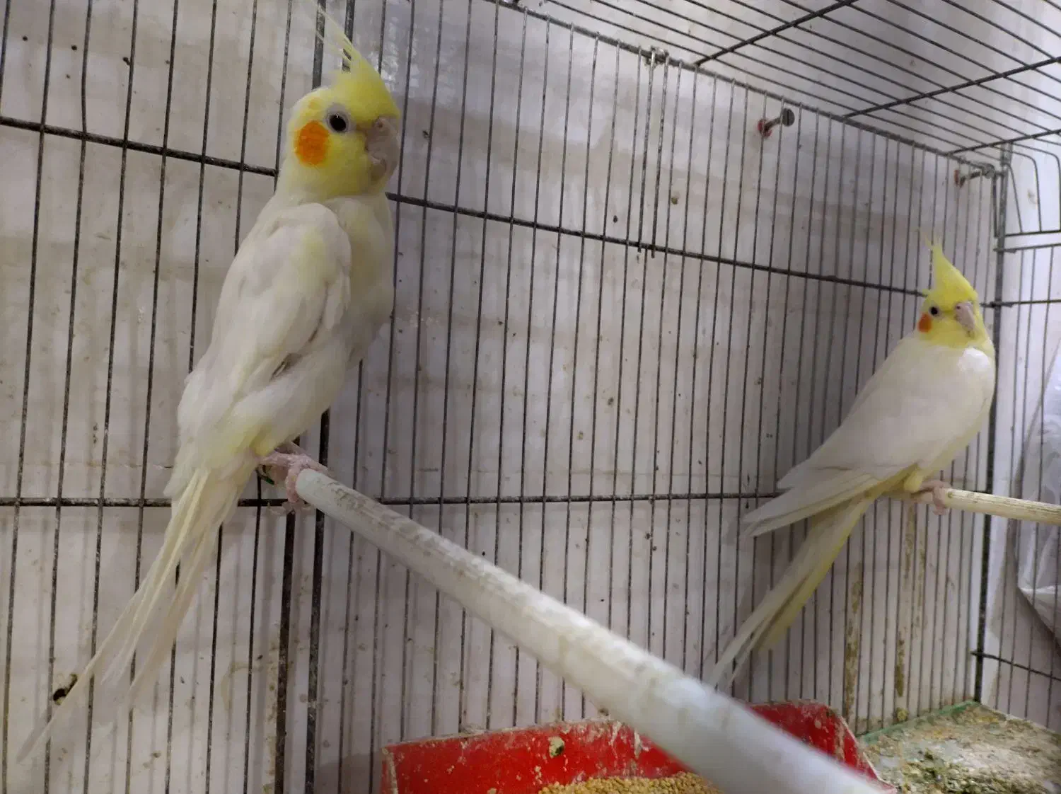 یه جفت عروس هلندی لوتینو|پرنده|خرمشهر, |دیوار