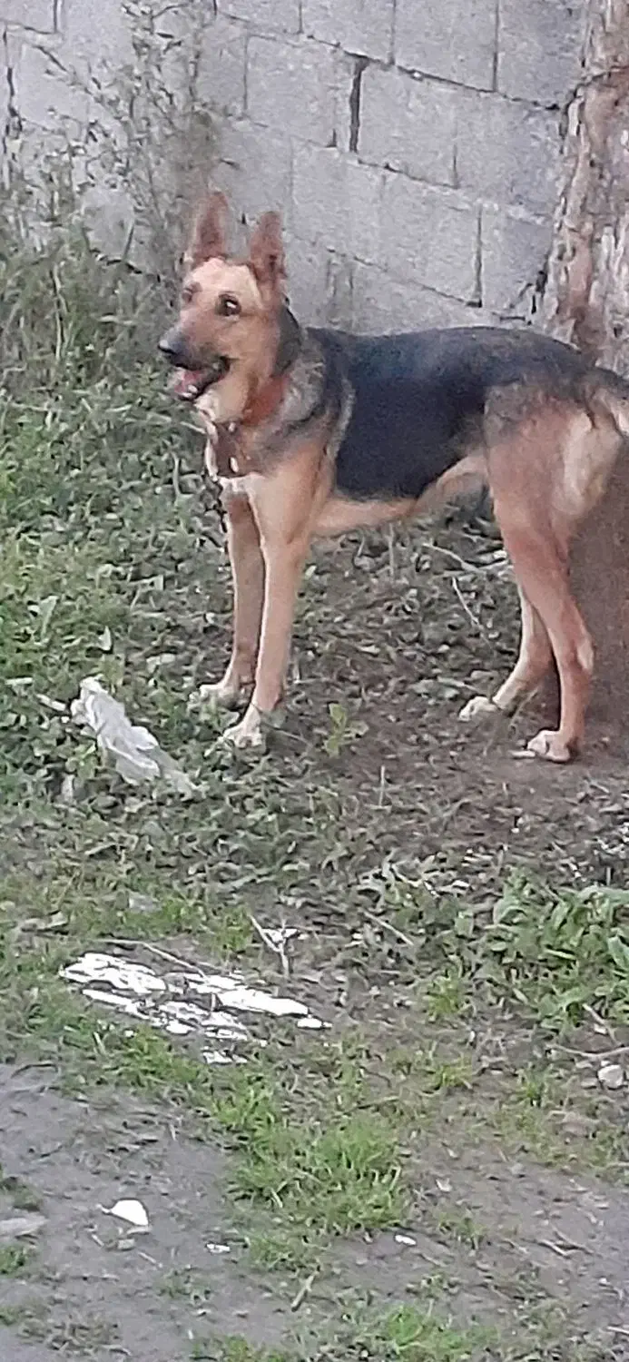 سگ ژرمن شپرد|سگ|رشت, رشتیان|دیوار