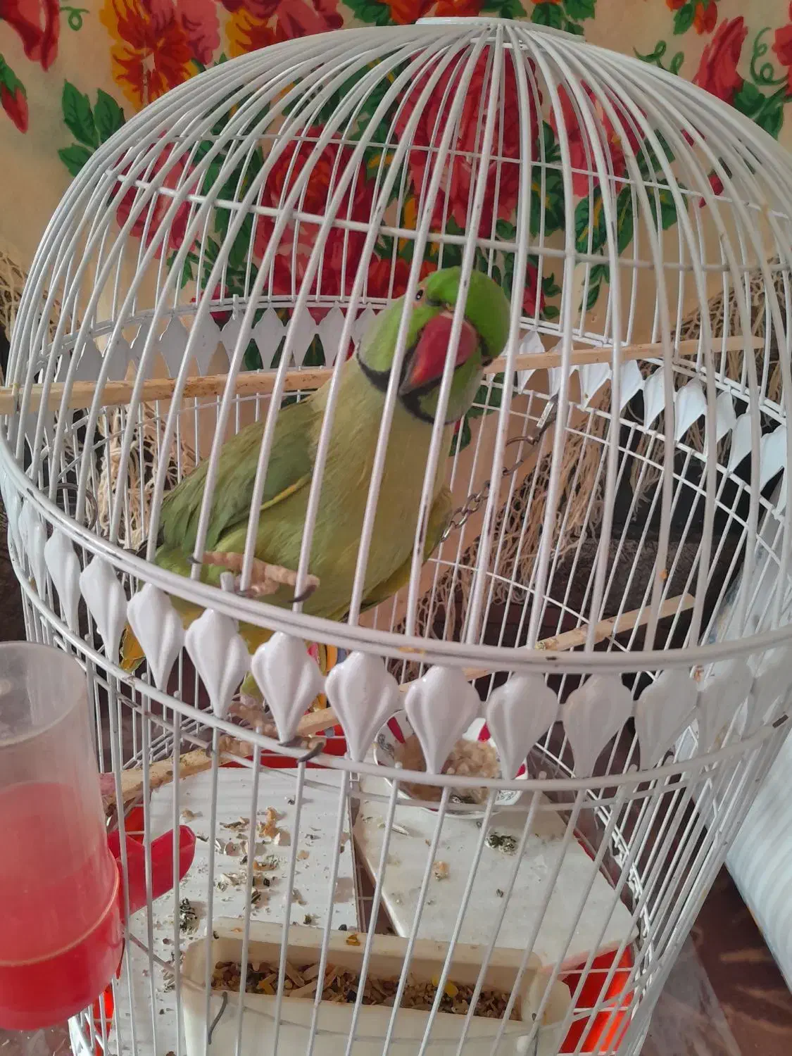 طوطی|پرنده|مهدی شهر, |دیوار