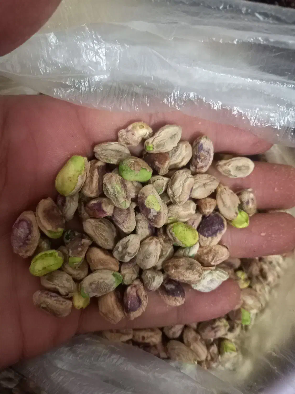 مغز پسته|عمده‌فروشی|قم, لسانی|دیوار