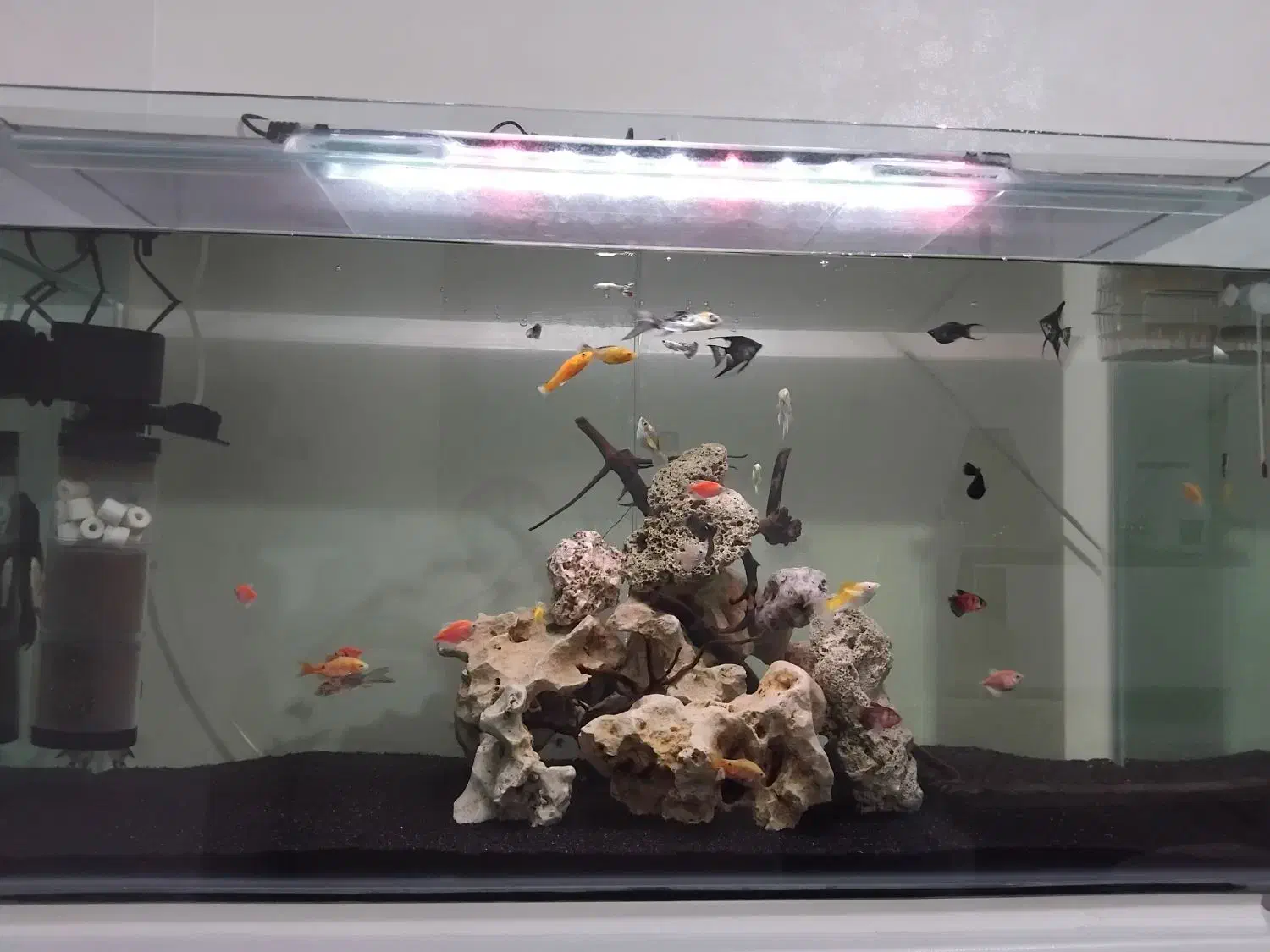 آکواریوم شیشه خم|ماهی|اسلامشهر, شهرک قائمیه|دیوار