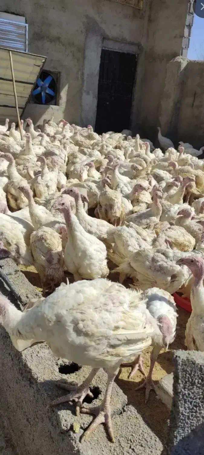 فروش بوقلمون|حیوانات مزرعه|الشتر, |دیوار