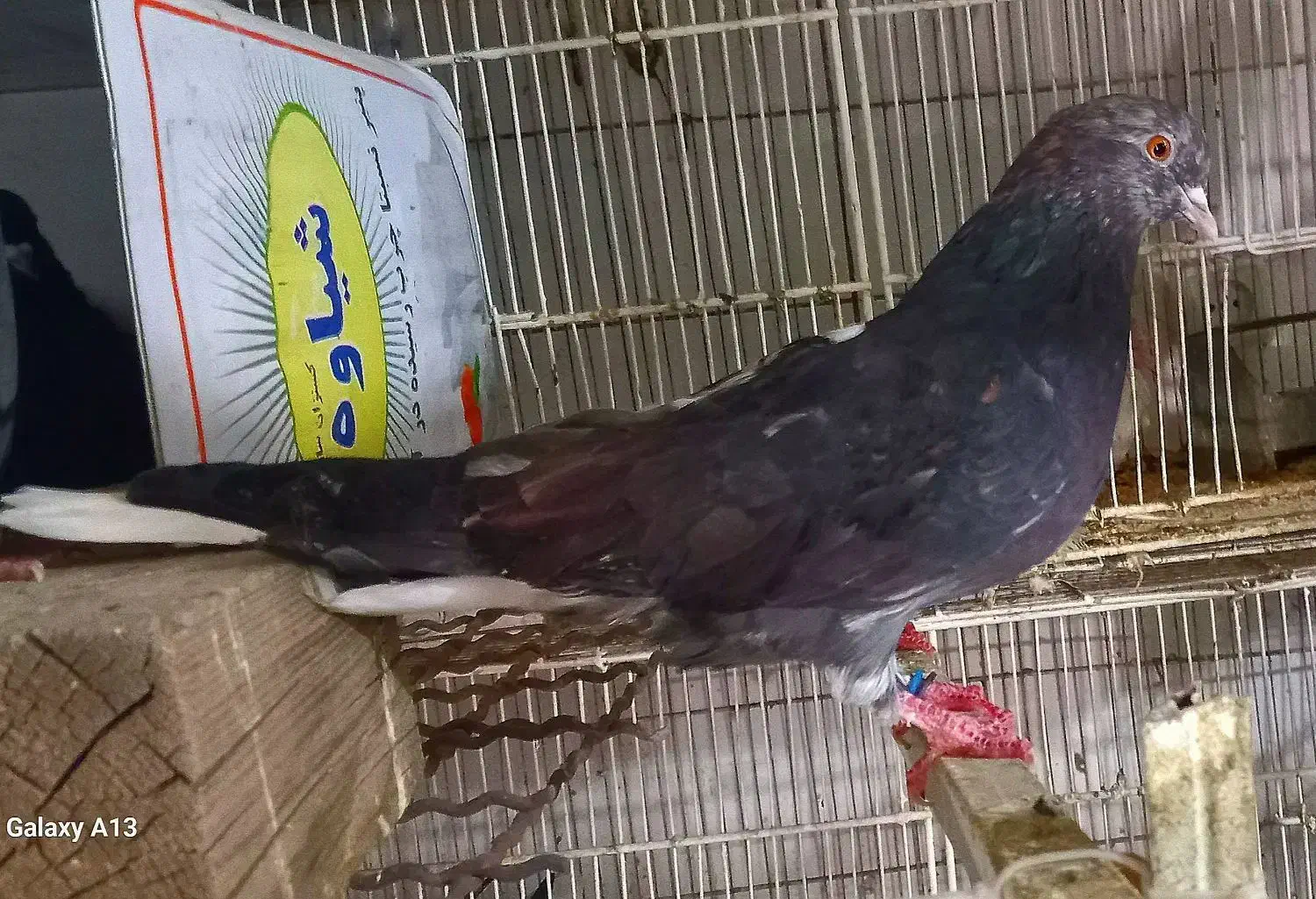 دم سفید مهر.کفترپرشی قاره دم سفی سبزدم سفید|پرنده|تهران, بیسیم|دیوار