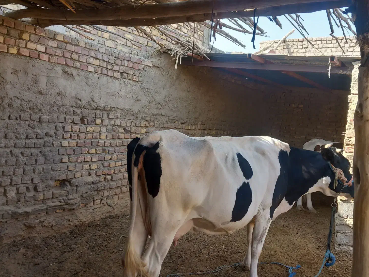 یک گاو|حیوانات مزرعه|پشتکوه (سیستان و بلوچستان), |دیوار