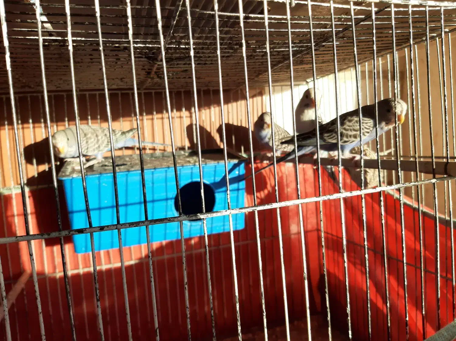 مرغ عشق بالغ و قابل جفتگیری|پرنده|تهران, سازمان برنامه جنوبی|دیوار