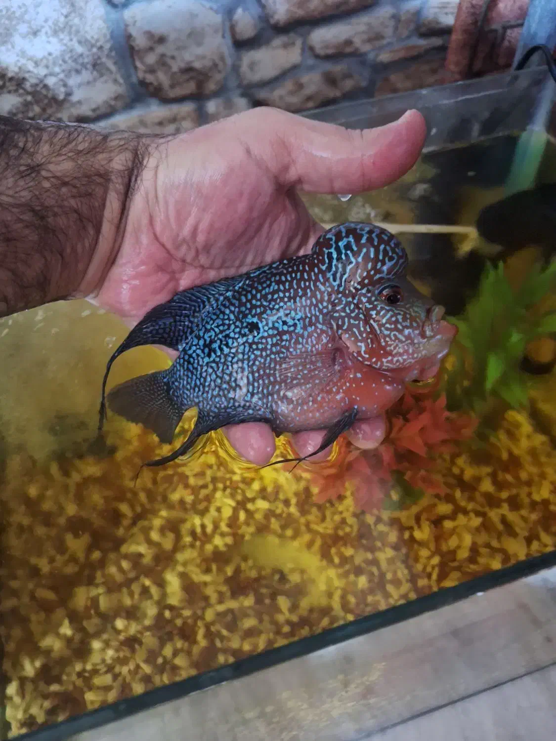 فلاور رد دارگون وارداتی|ماهی|تهران, شهرک امام خمینی|دیوار