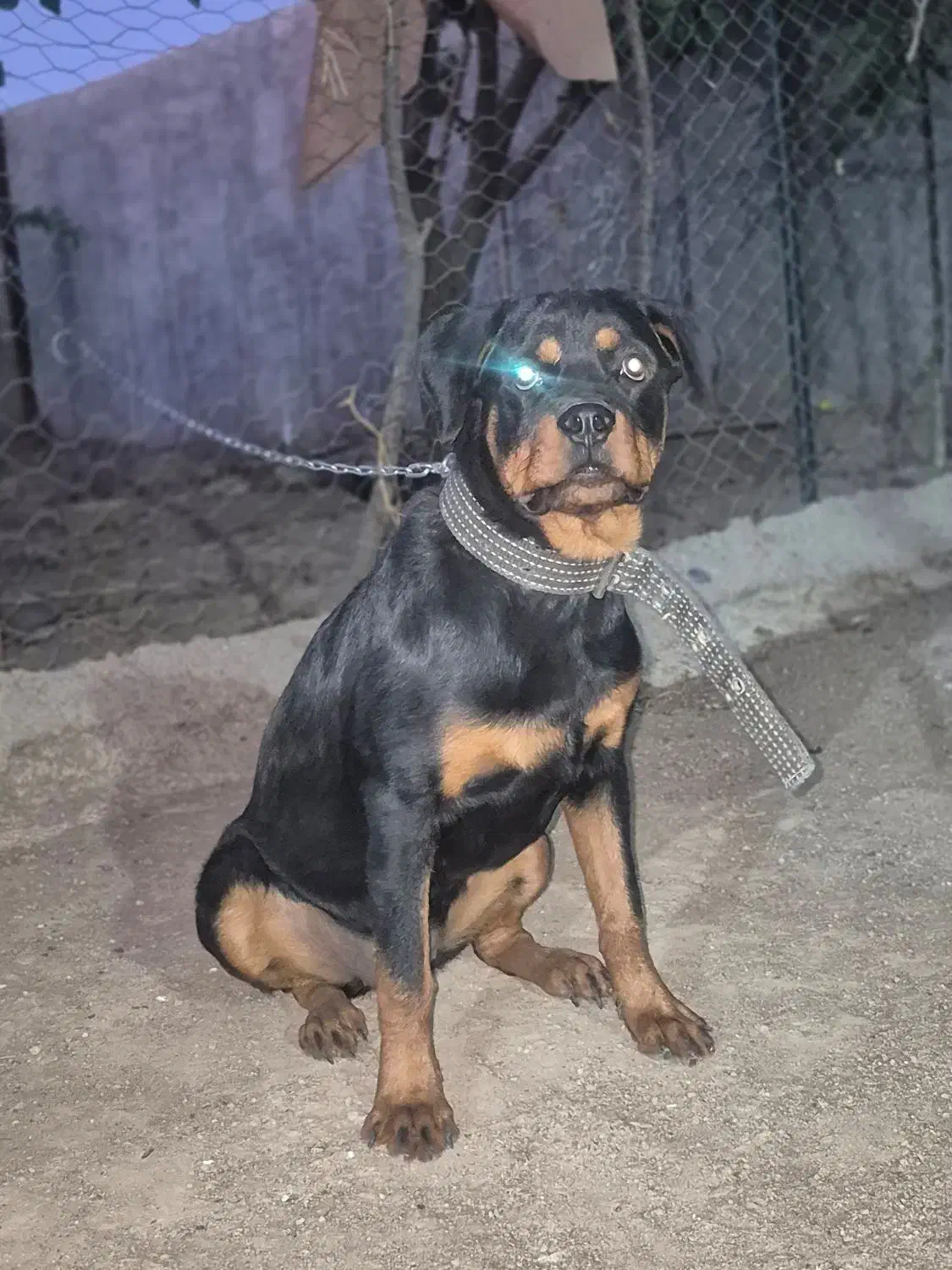 توله روتوایلر صرب|سگ|کرج, کوی کارمندان شمالی|دیوار