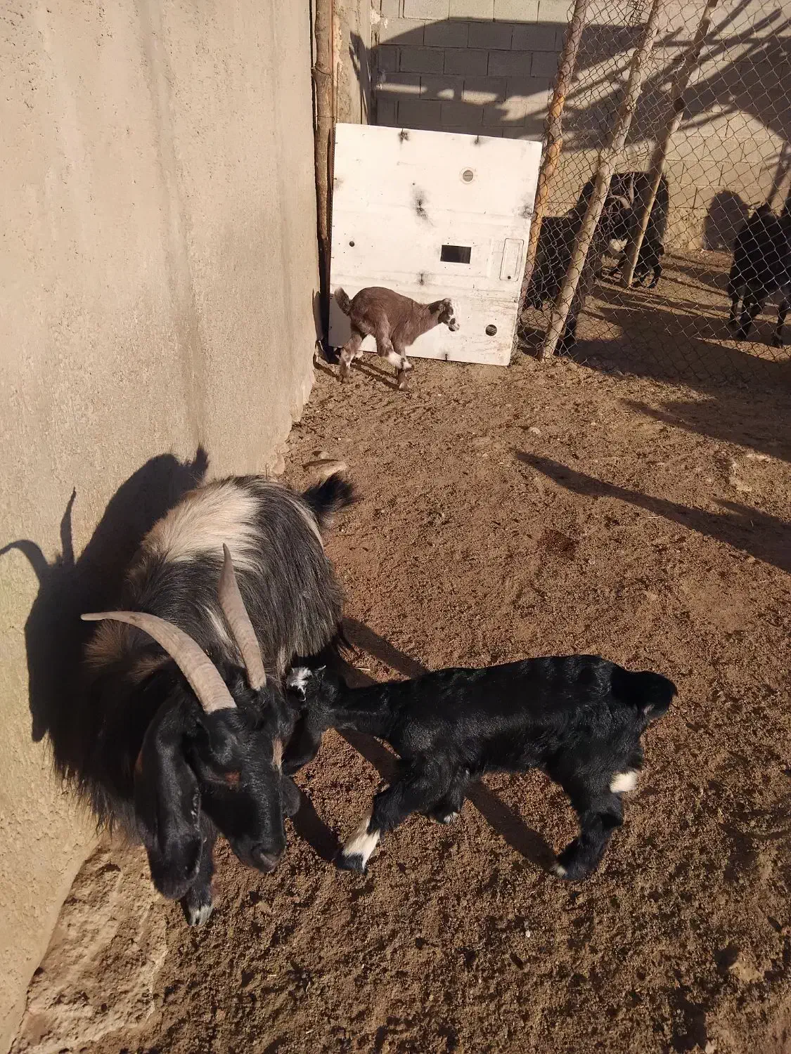 بز کهره دار|حیوانات مزرعه|دشمن زیاری, |دیوار