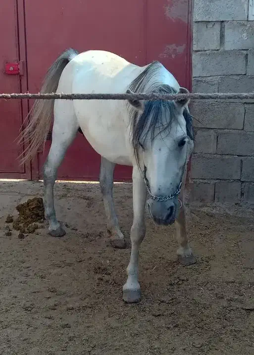 اسب مادیون|اسب و تجهیزات اسب‌سواری|نوبران, |دیوار