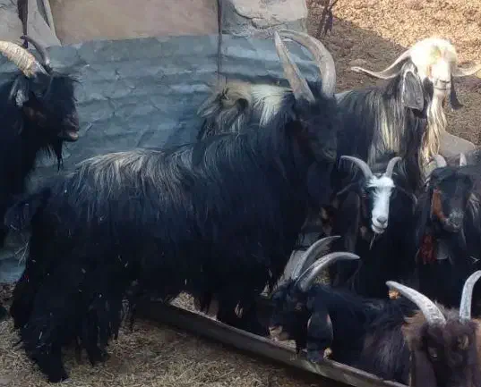 چپش نر|حیوانات مزرعه|اندیمشک, |دیوار