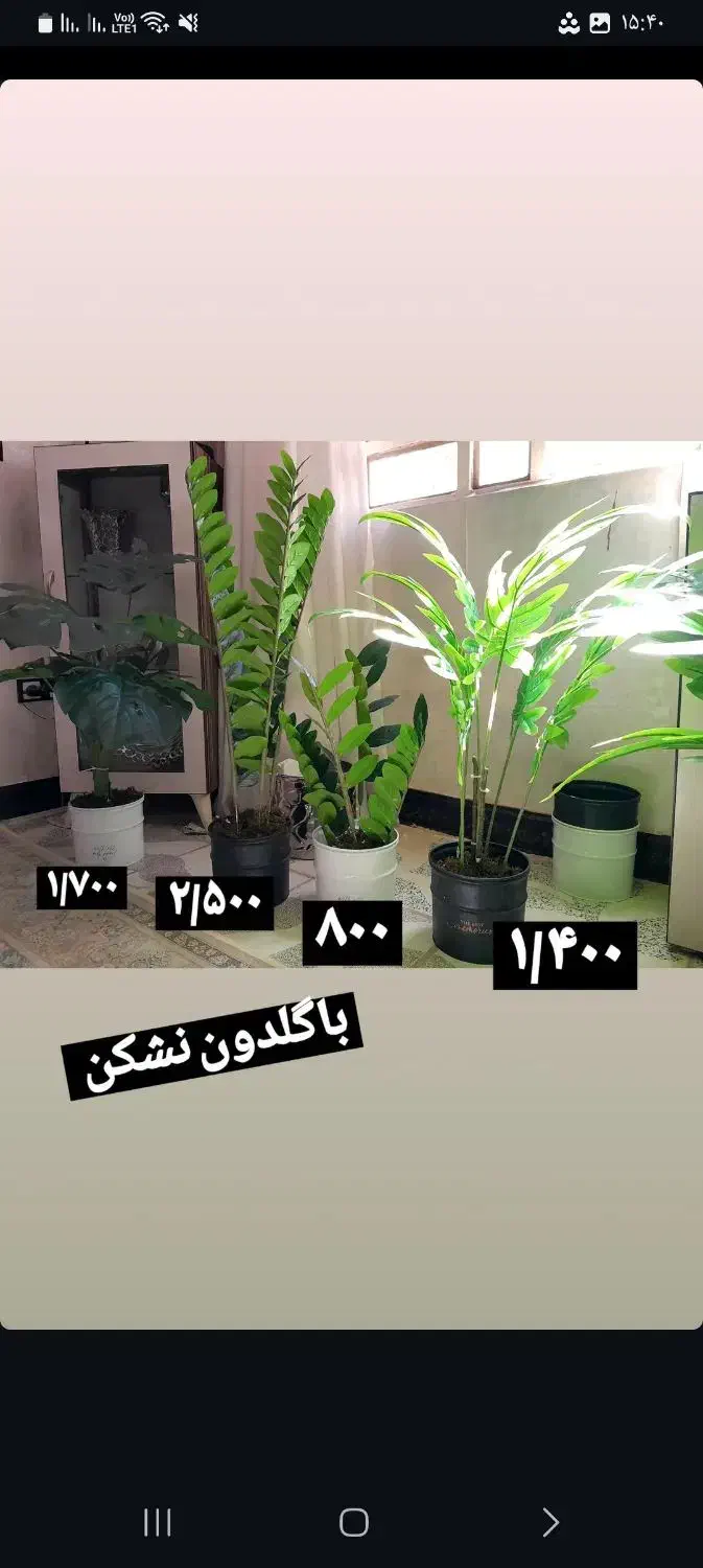 درختچه های مصنوعی|گل مصنوعی|خرم‌آباد, |دیوار