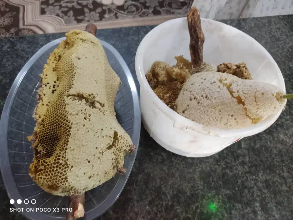 عسل وحشی باشاخه|خوردنی و آشامیدنی|اهواز, دغاغله|دیوار