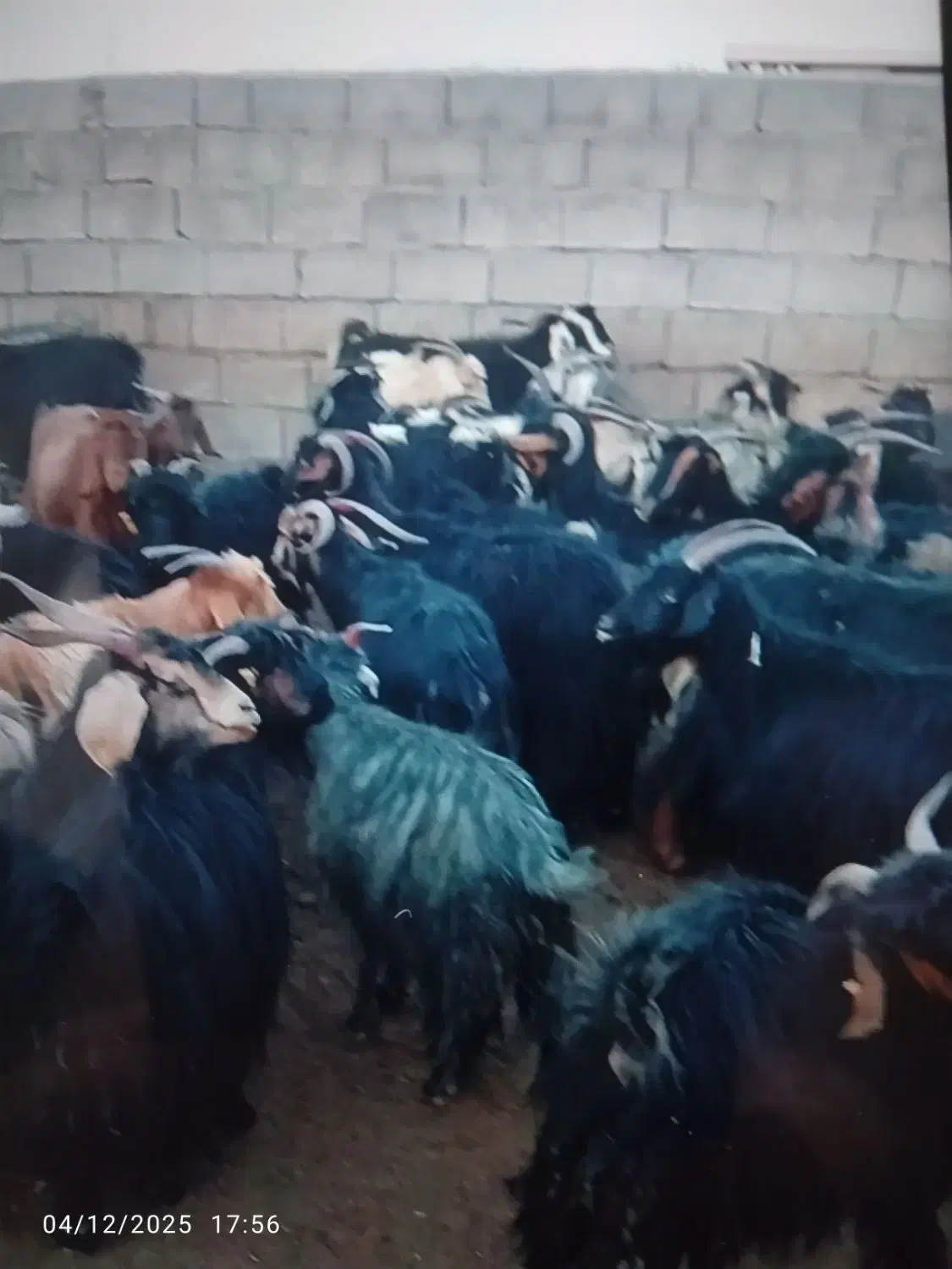 معاوضه 100راس بز کهره دار و ابستن با میش سوز وملحه|حیوانات مزرعه|فسا, |دیوار