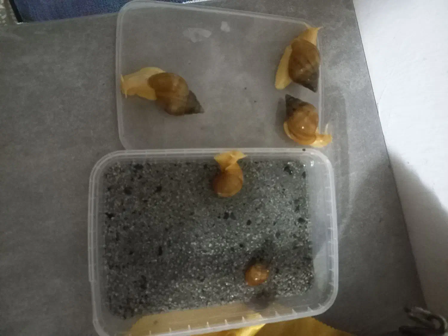 حلزون|خزنده|مشهد, کوی دروی|دیوار