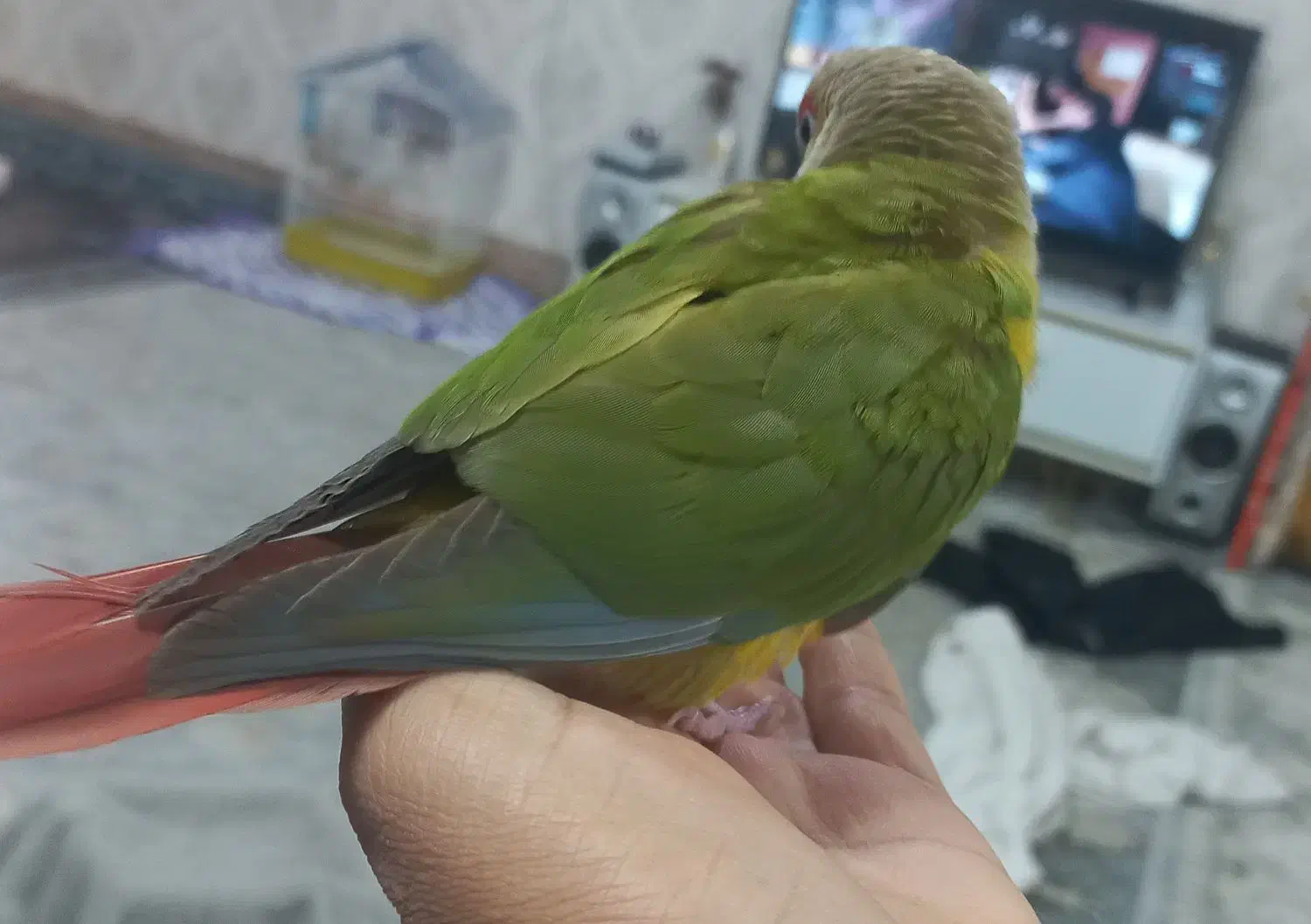 پرنده گمشده|حیوانات|خمین, |دیوار